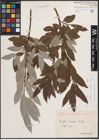 Foto von Salix caprea L. x Salix eleagnos Scop.